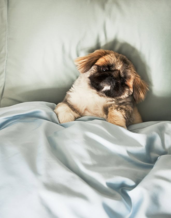 Pekingese pup enjoying luxury sheets